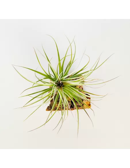 Tillandsia Recurvifolia x Stricta Green