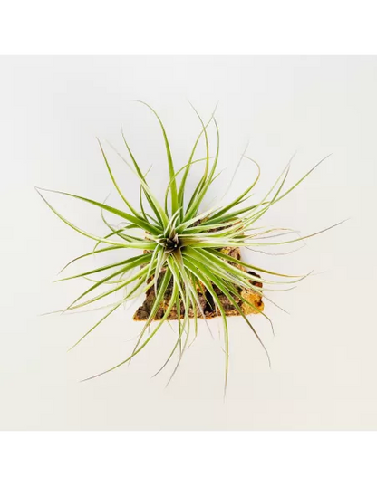 Tillandsia Recurvifolia x Stricta Green