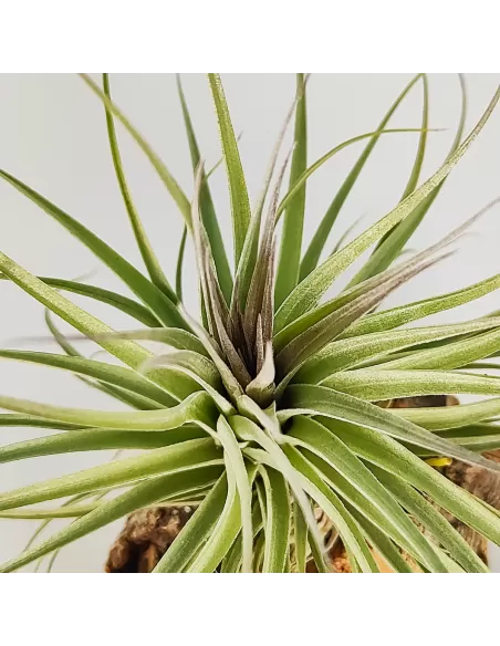 Tillandsia Recurvifolia x Stricta Green