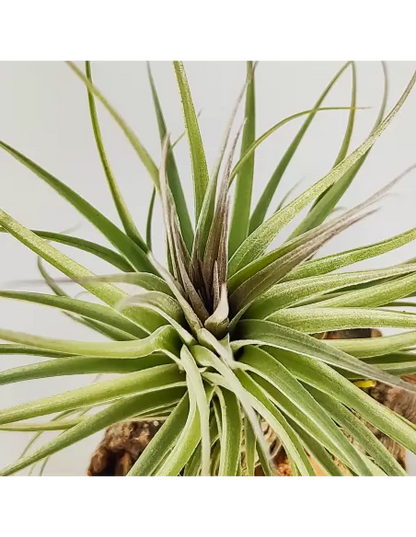 Tillandsia Recurvifolia x Stricta Green
