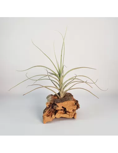 Tillandsia reducta