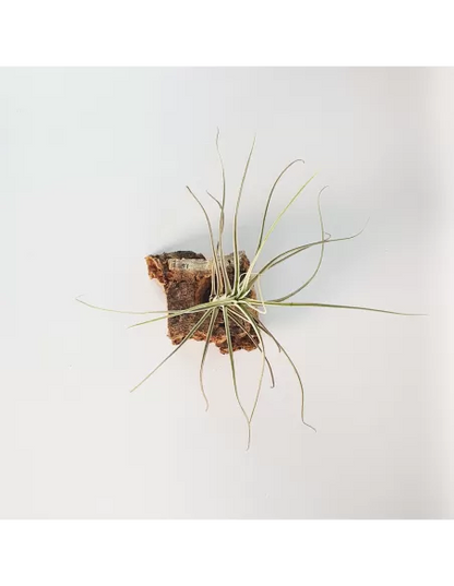 Tillandsia reducta