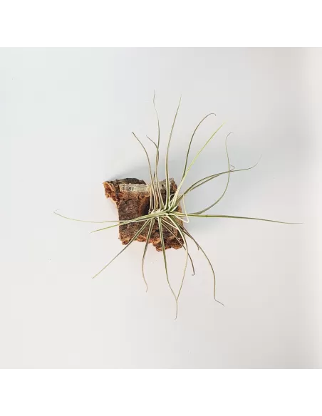 Tillandsia Reducta