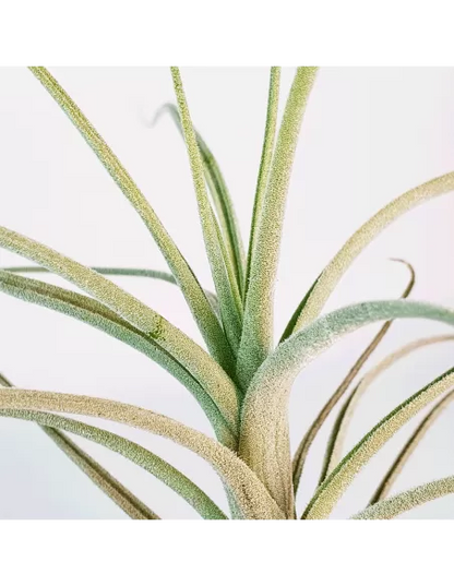 Tillandsia reducta
