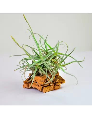 Tillandsia Reichenbachii Clump
