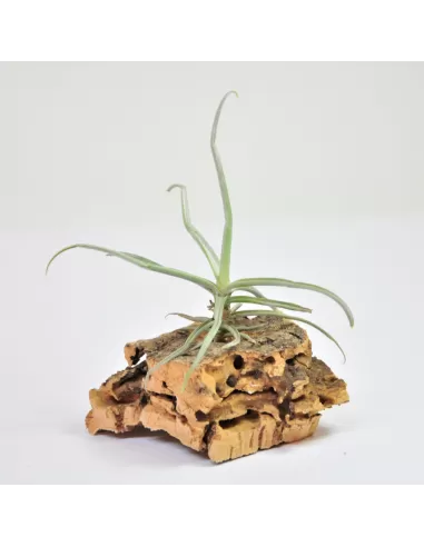 Tillandsia Reichenbachii