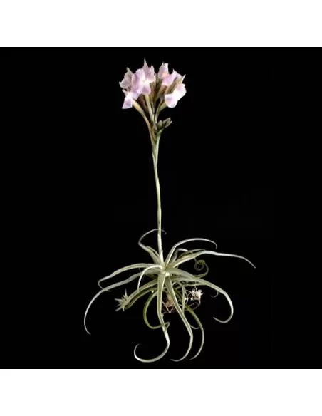Tillandsia Reichenbachii