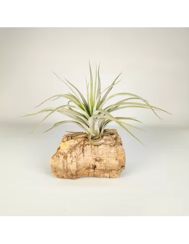 Tillandsia Reilys Best