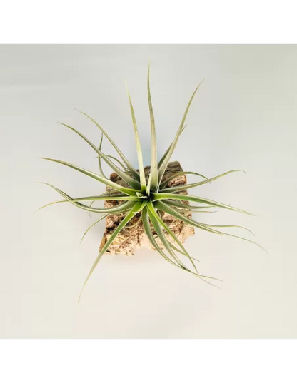 Tillandsia Reilys Best
