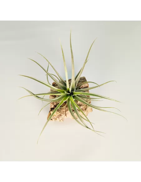 Tillandsia Reilys Best