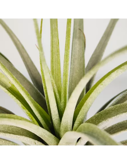 Tillandsia Reilys Best