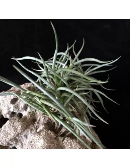 Tillandsia Retorta Clump