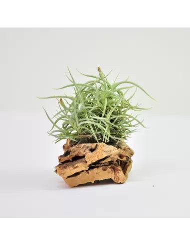 Tillandsia Retorta Clump