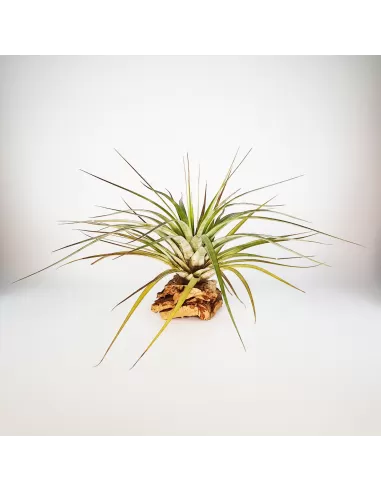 Tillandsia Rhomboidea