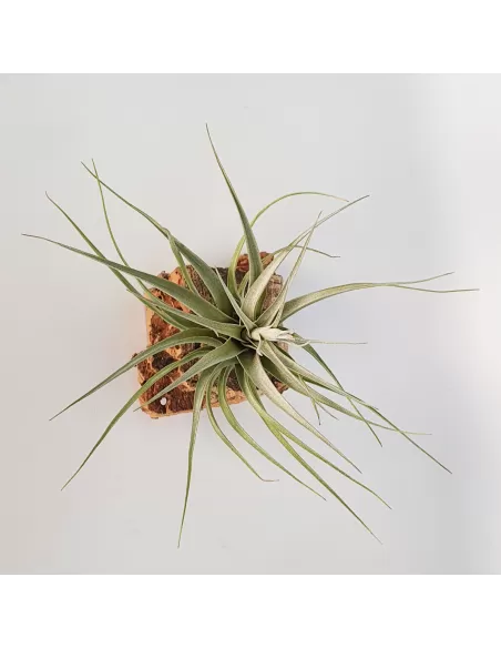 Tillandsia Rhomboidea