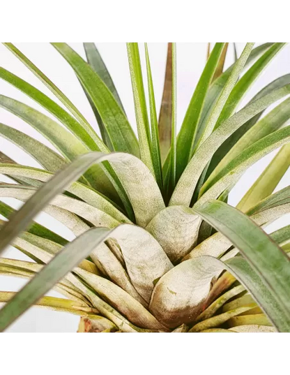 Tillandsia Rhomboidea