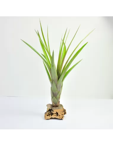 Tillandsia rodrigueziana