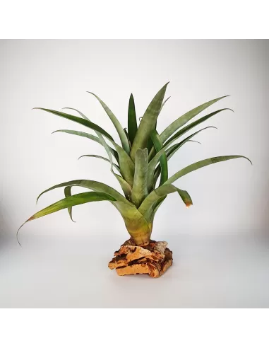 Tillandsia Romeroi Gruberi