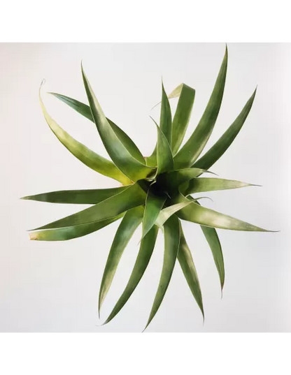 Tillandsia Romeroi Gruberi