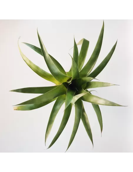 Tillandsia Romeroi Gruberi