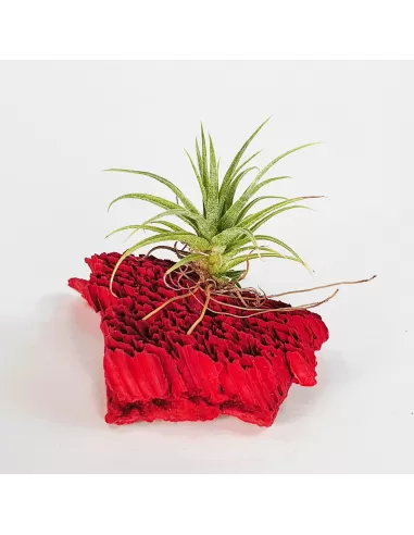 Tillandsia Roseiflora