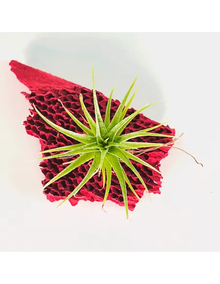 Tillandsia Roseiflora