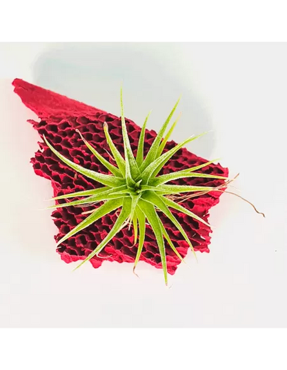 Tillandsia Roseiflora