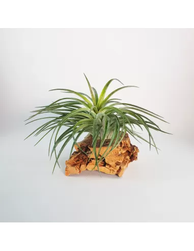 Tillandsia Rosy Gem