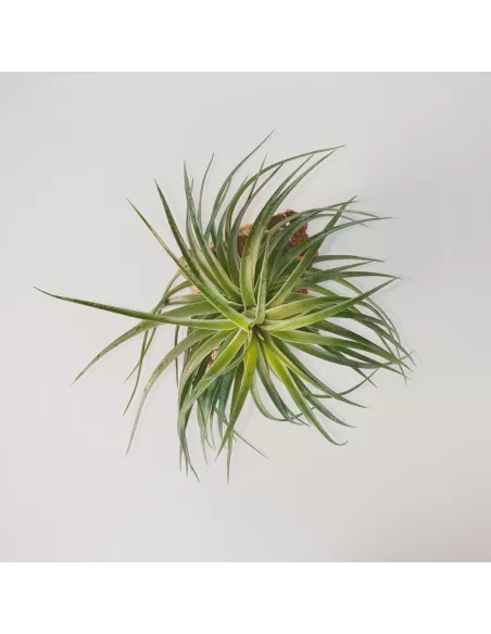 Tillandsia Rosy Gem