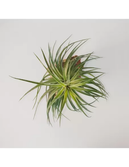 Tillandsia Rosy Gem