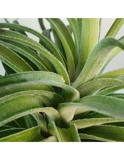 Tillandsia Rosy Gem