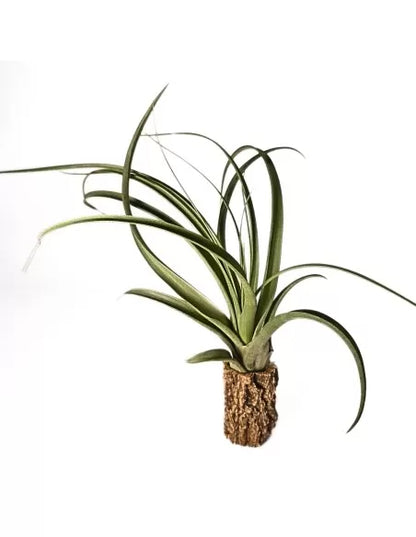 Tillandsia Royale