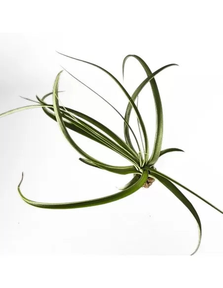Tillandsia Royale