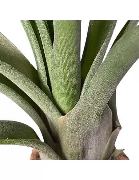 Tillandsia Royale