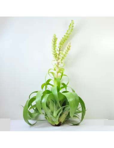 Tillandsia Samantha