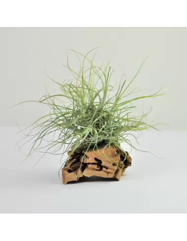 Tillandsia Schiedeana Clump