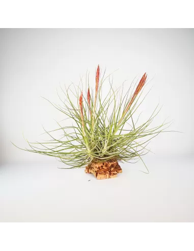 Tillandsia Schiedeana Mayor Clump