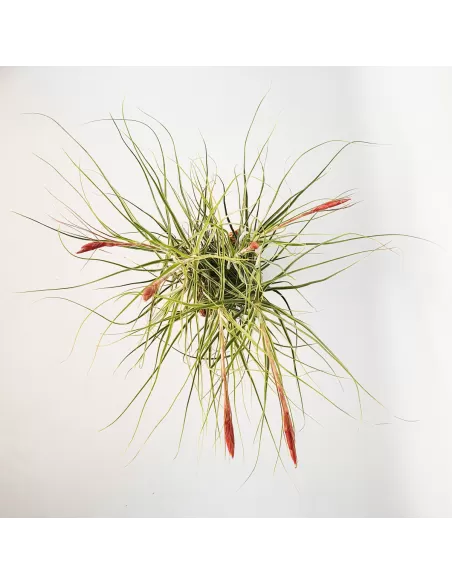 Tillandsia Schiedeana Mayor Clump