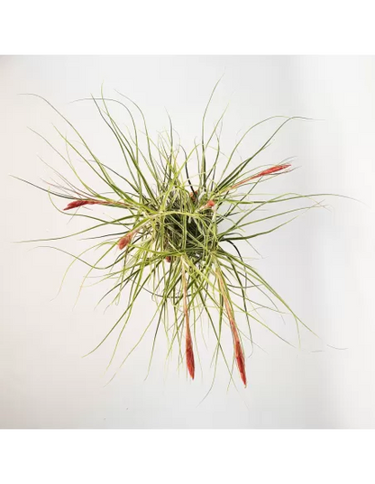 Tillandsia Schiedeana Mayor Clump