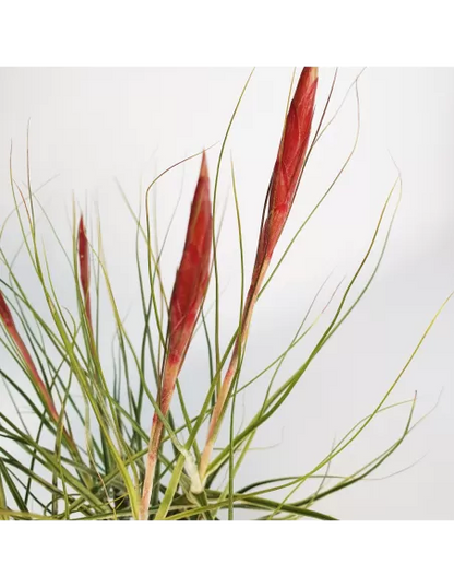 Tillandsia Schiedeana Mayor Clump