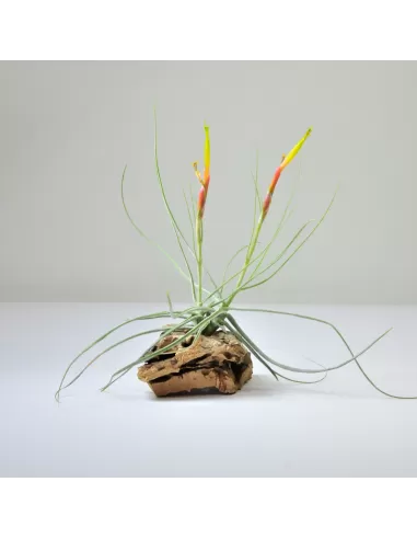 Tillandsia Schiedeana Mayor