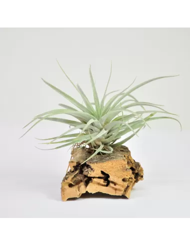 Tillandsia Secunda