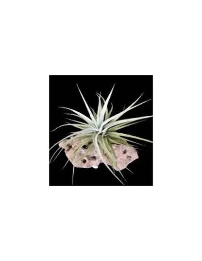 Tillandsia Secunda