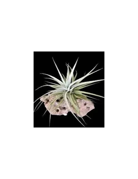 Tillandsia Secunda