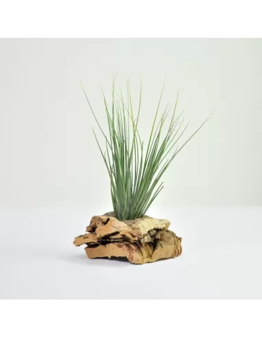 Tillandsia Seideliana