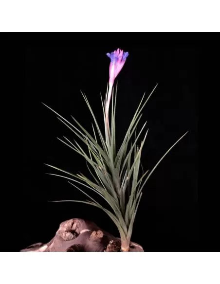 Tillandsia Seideliana