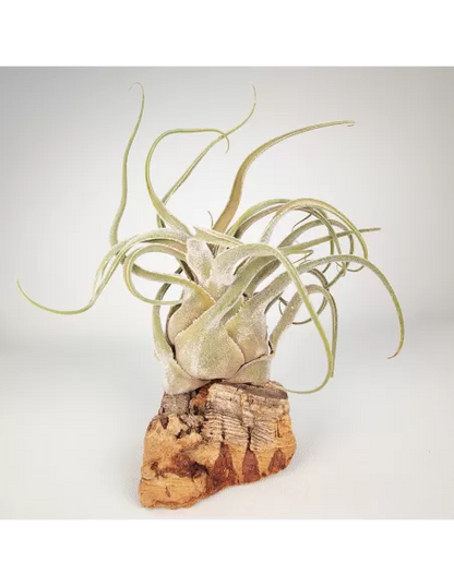 Tillandsia Seleriana Hybrid