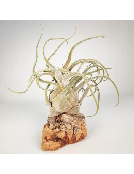 Tillandsia Seleriana Híbrida