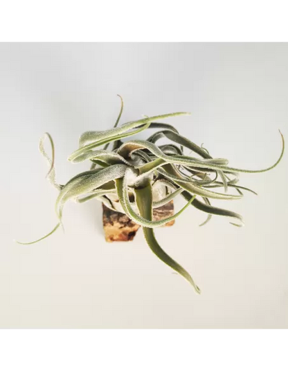 Tillandsia Seleriana Hybrid