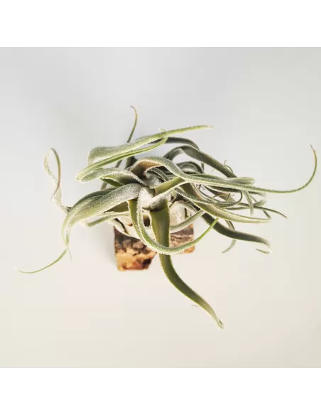 Tillandsia Seleriana Híbrida